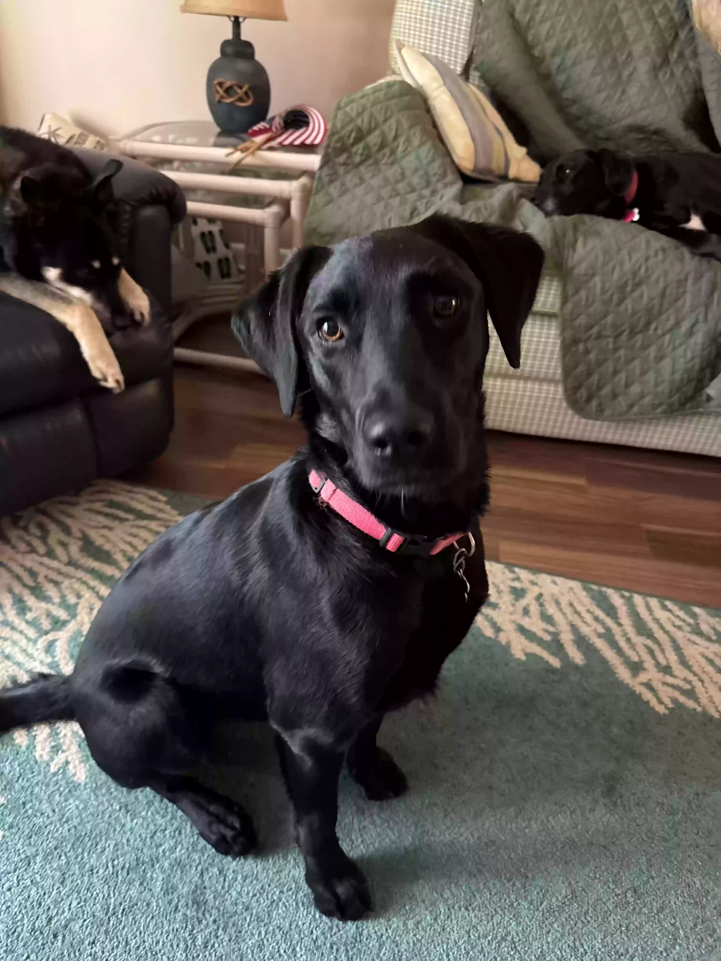 adoptable Dog in Arnold,MD named Maizey